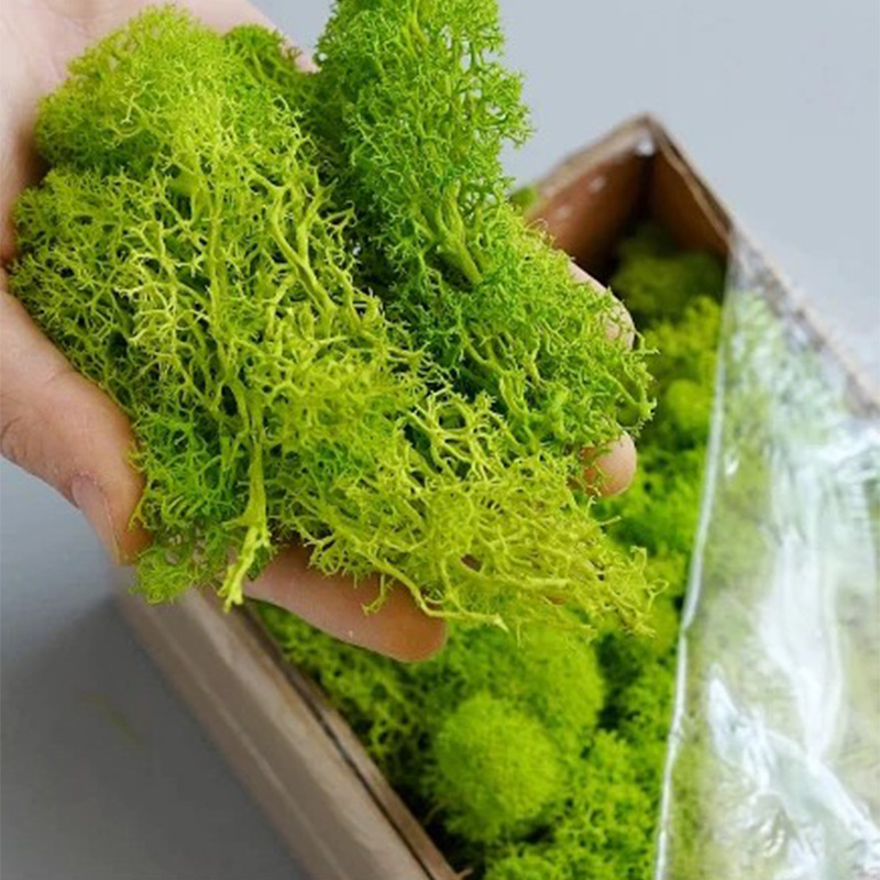 20g Artificial Green Moss Plan - Sphagnum Moss Dry recension och pris